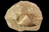 Mosasaur (Prognathodon) Tooth - Morocco #91359-1